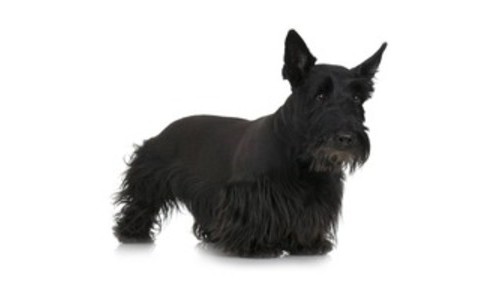 Scottish Terrier