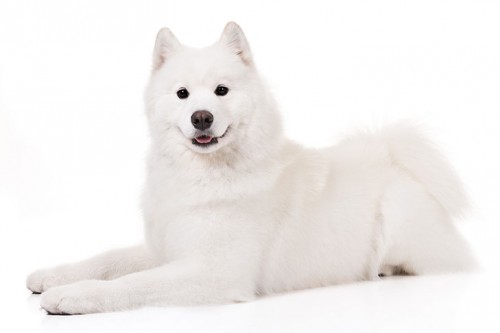 Samoyed