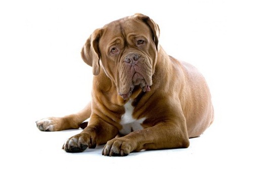 Bullmastiff