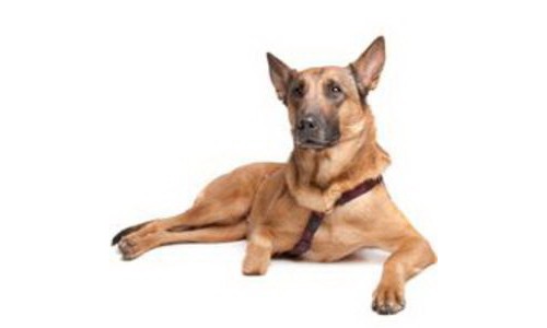 Laeken Ciobanesc belgian