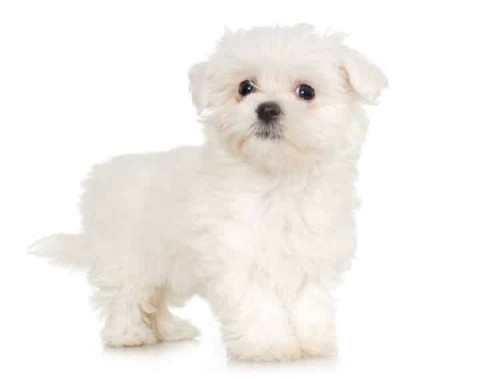 Maltipoo