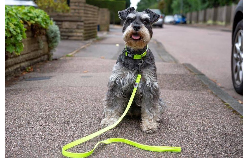 Lesa pentru caini Long Paws Urban Trek