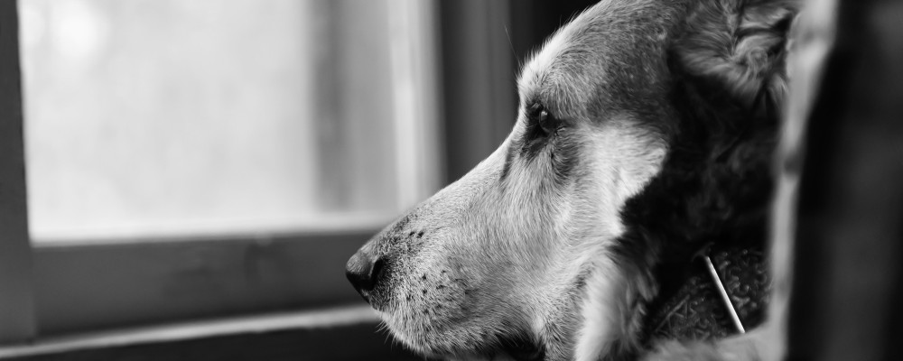 Vă țineți câinele într-o închisoare?