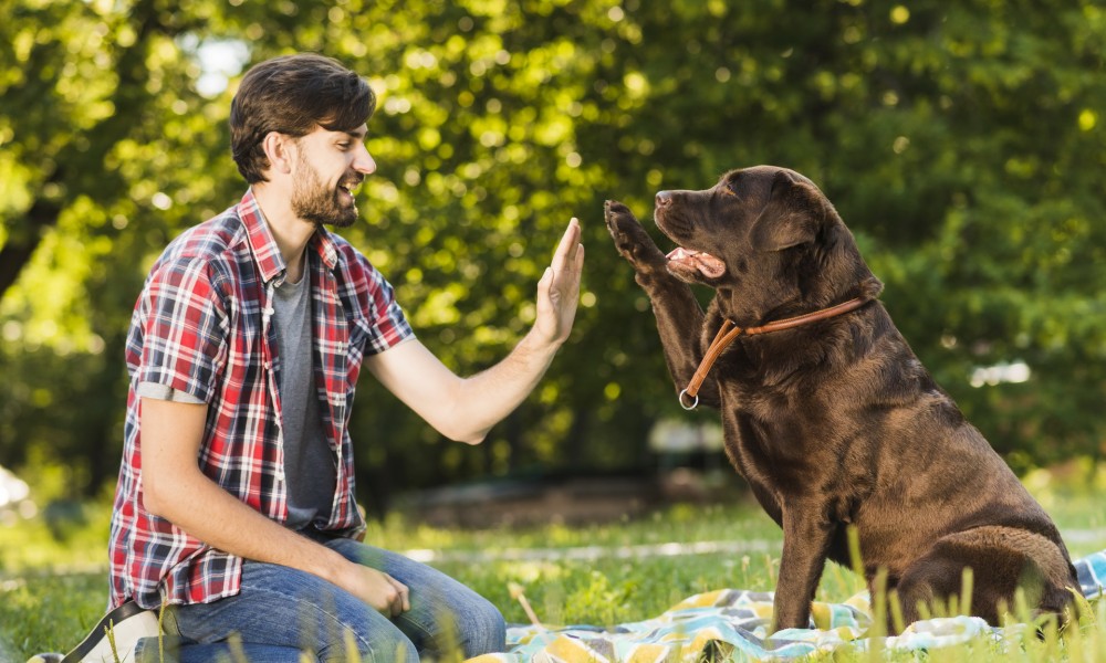 Iată cinci metode prin care vă puteți sărbători câinele