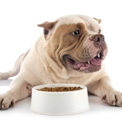 Cea mai potrivita hrana pentru cainele tau?-img