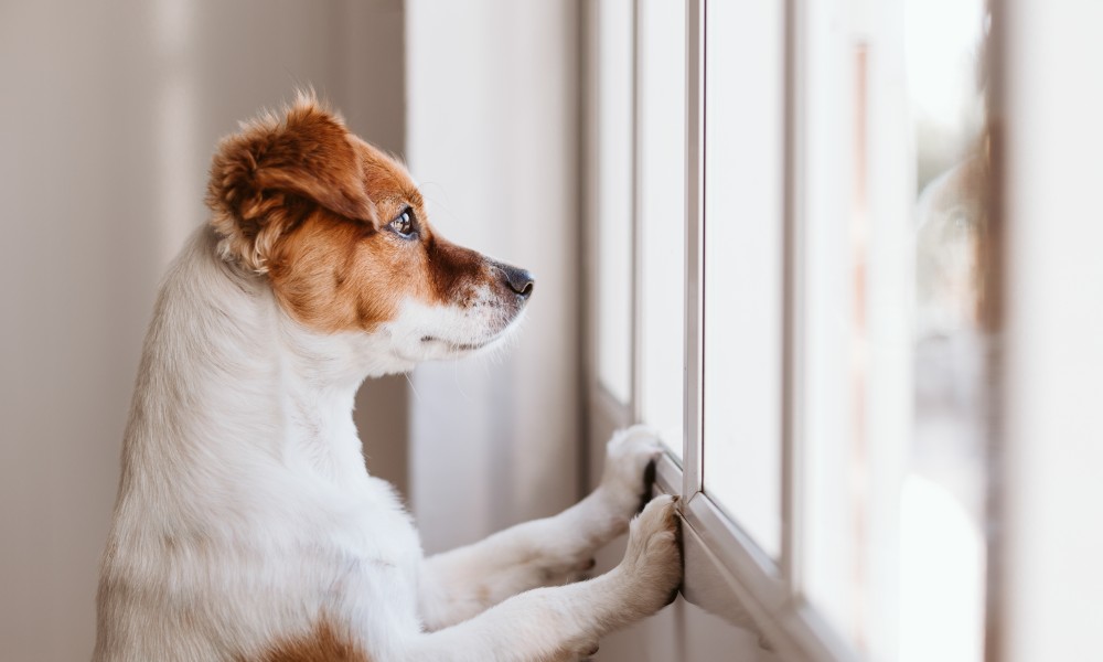 Vă țineți câinele într-o închisoare?