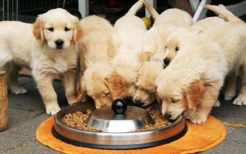 Castroane si adaptori