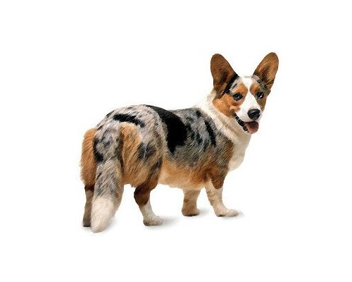 Welsh Corgi Cardigan