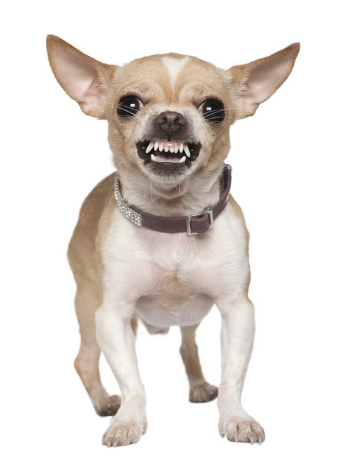 Chihuahua