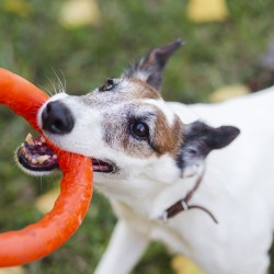 Perceptia gresita despre jucarii-img