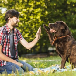Iată cinci metode prin care vă puteți sărbători câinele-img