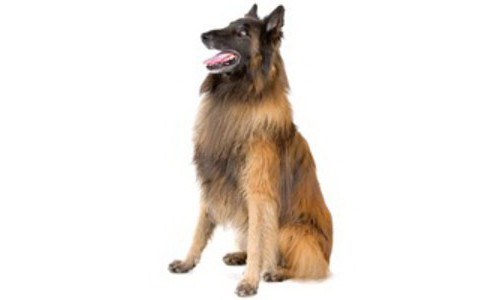 Tervueren Ciobanesc belgian