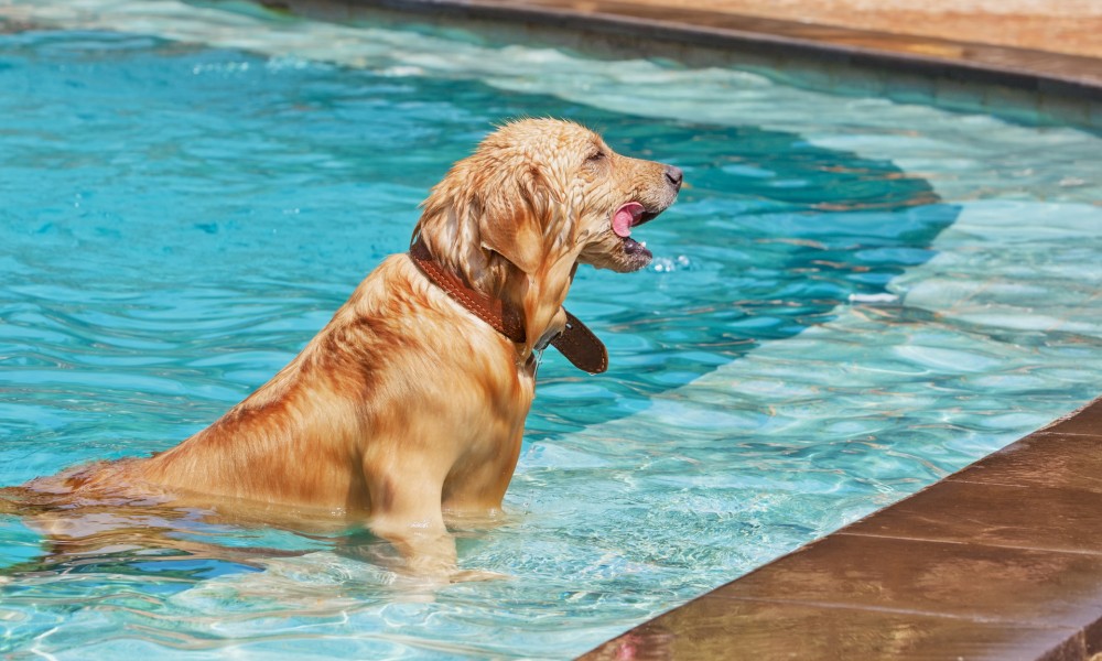 Cum sa ai grija de catelul tau pe canicula?