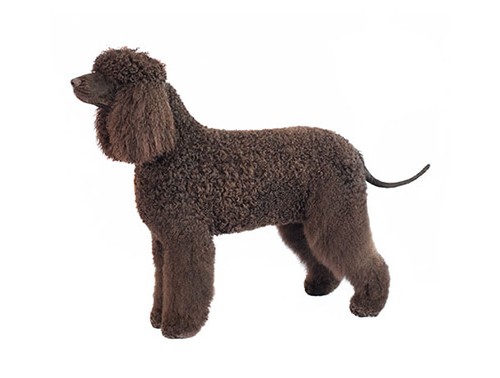 Spaniel de apa irlandez