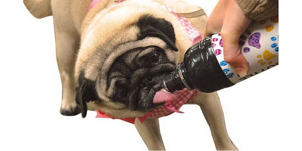 Recipient de apa Long Paws Mare