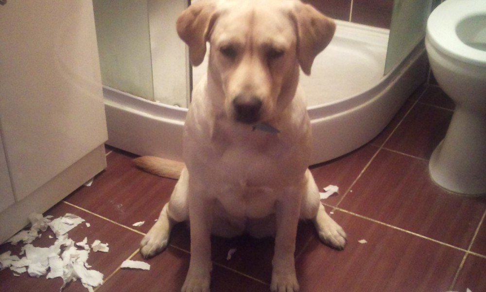 Si cainii sufera de singuratate…