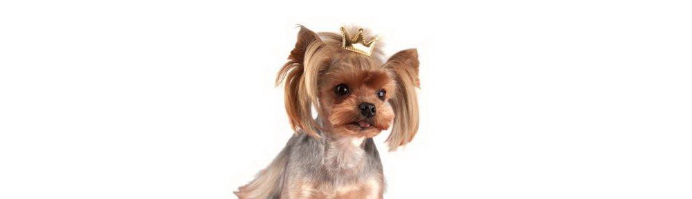 Fundite - set 6 but Royal cu clip