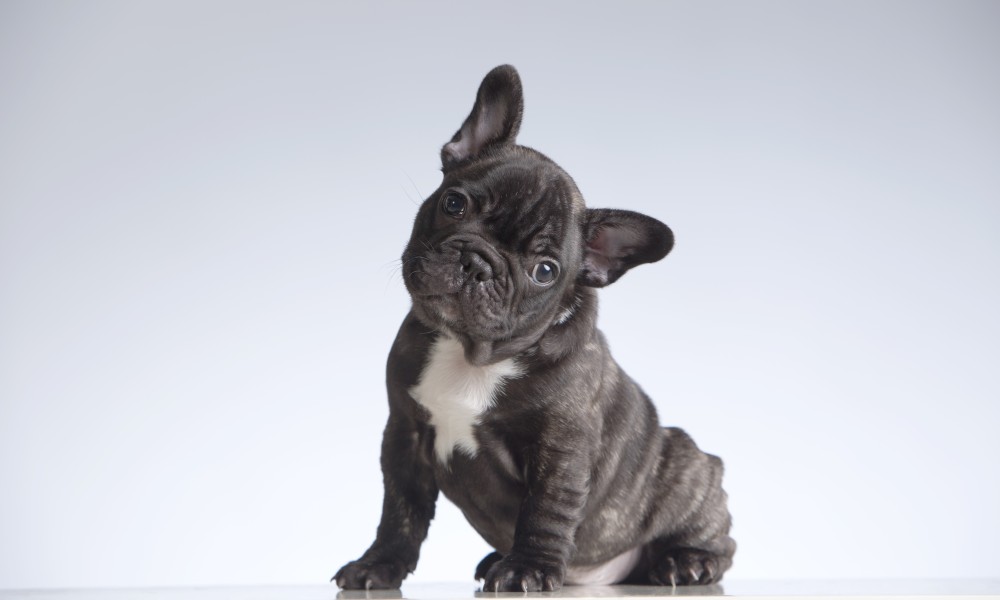 De ce isi inclina cainii capul cand le vorbim?