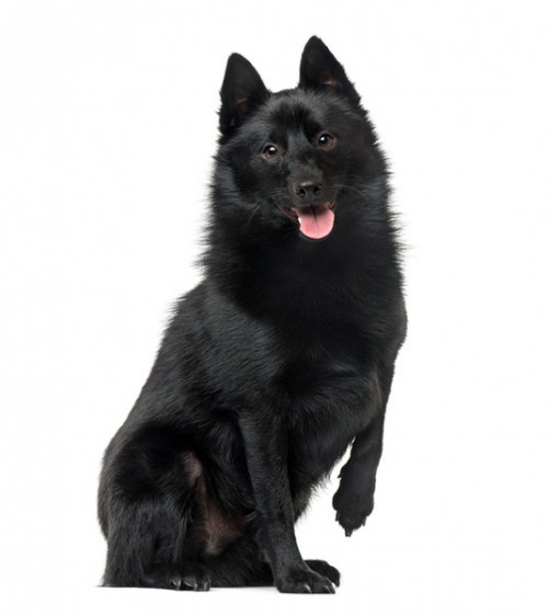 Schipperke