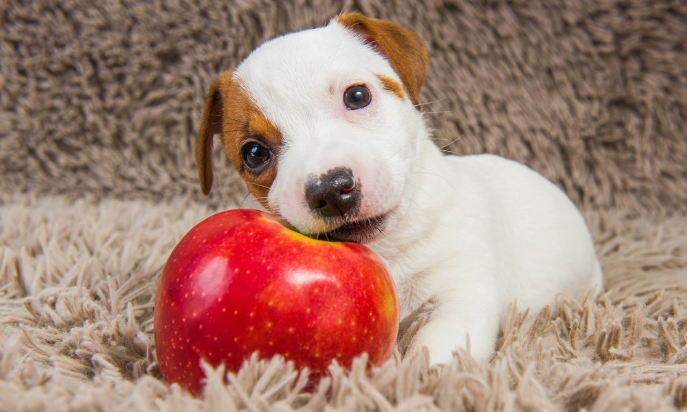 Fatal 8: Fructe si legume pe care cainele tau trebuie sa le evite