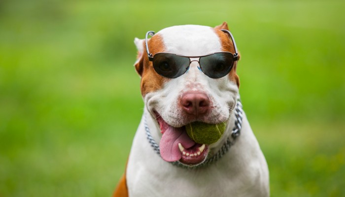 Jucaria potrivita pentru catelul tau