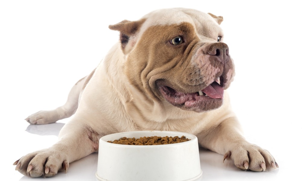 Cea mai potrivita hrana pentru cainele tau?