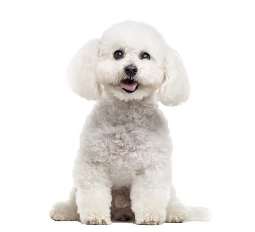 Bichon Frise