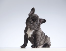 De ce isi inclina cainii capul cand le vorbim?