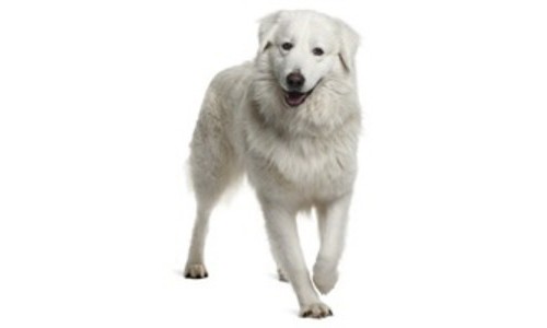 Ciobanesc de maremma