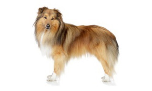 Ciobanesc de Shetland