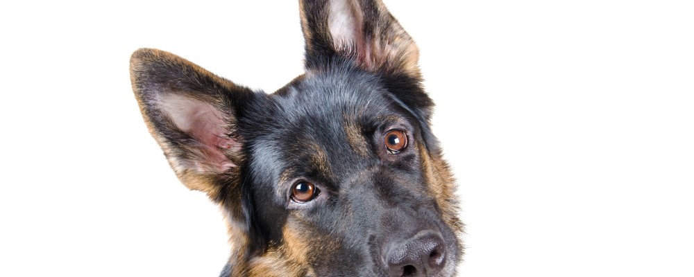 De ce isi inclina cainii capul cand le vorbim?