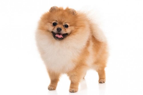 Pomeraninan(Spitz German)