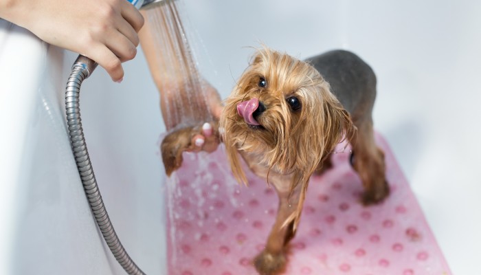 Produse de ingrijire pentru blana catelului tau...