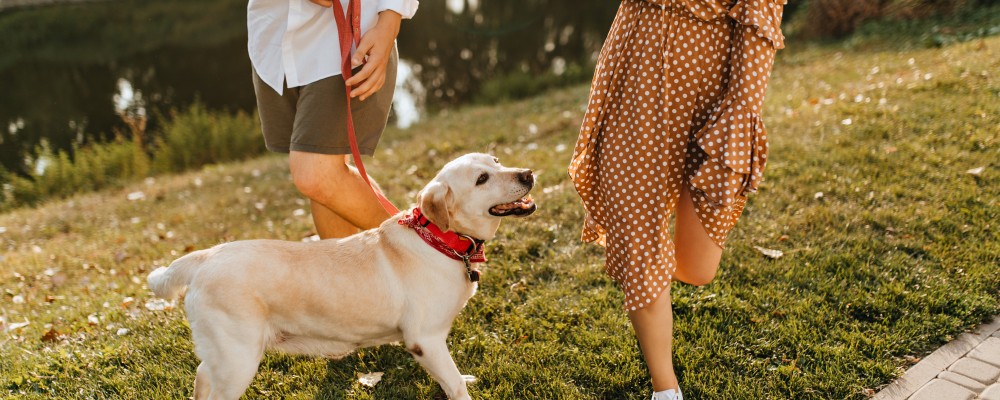 Zgarda potrivita pentru cainele tau
