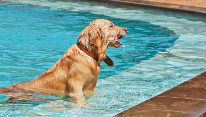 Cum sa ai grija de catelul tau pe canicula?