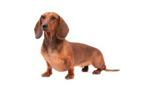 Teckel - varietatea cu par neted sau scurt