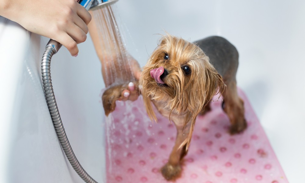 Produse de ingrijire pentru blana catelului tau...