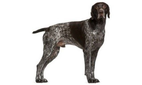 Pointer german cu par scurt