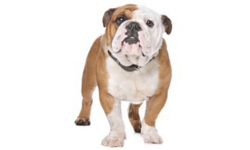 Bulldog Englez