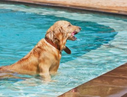 Cum sa ai grija de catelul tau pe canicula?