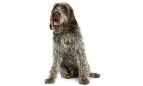 Pointing Griffon cu par sarmos