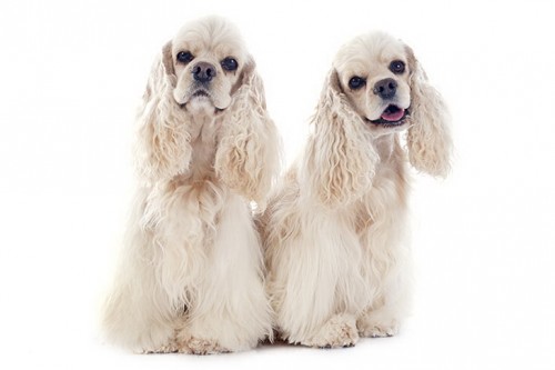 Cocker Spaniel American