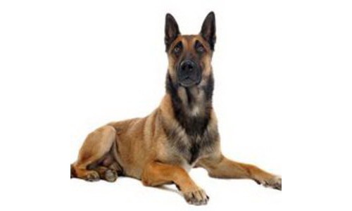 Malinois Ciobanesc belgian