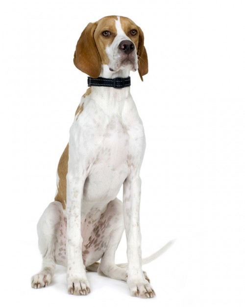 English Pointer
