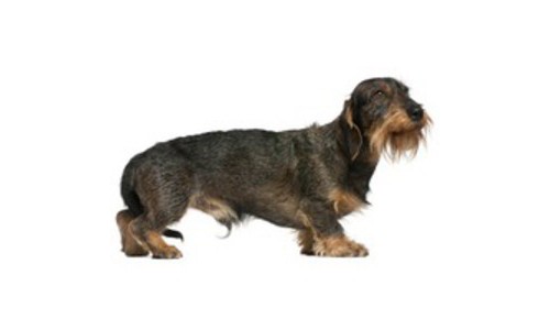 Teckel - varietatea cu par sarmos