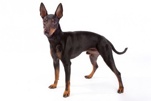 Manchester Terrier