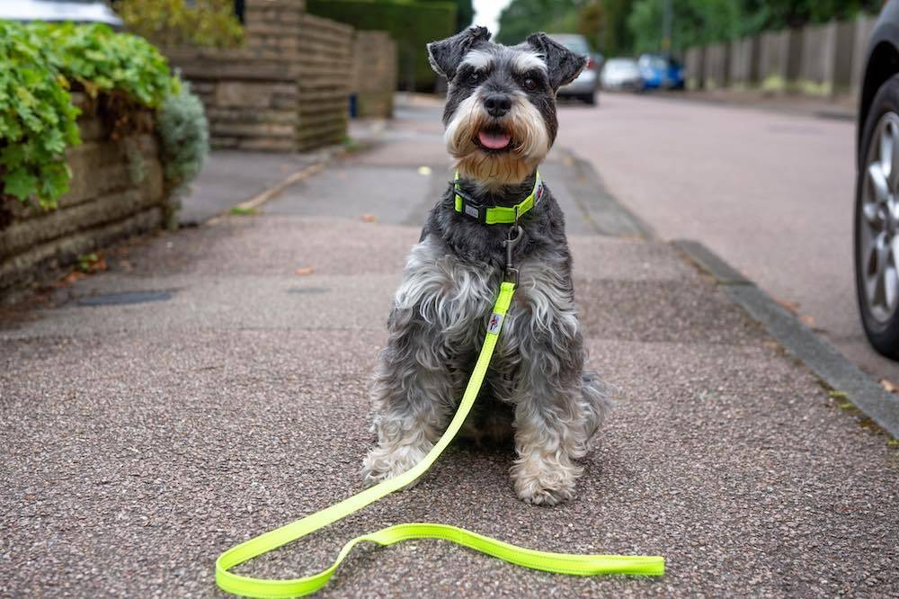 Zgarda pentru caini Long Paws Urban Trek Neon