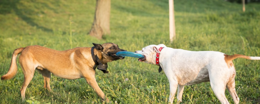 Jucaria potrivita pentru catelul tau