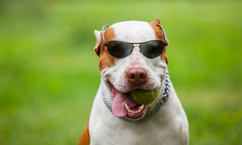 Jucaria potrivita pentru catelul tau