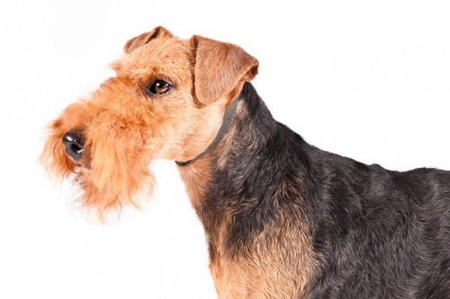Welsh Terrier